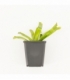 Vallisneria