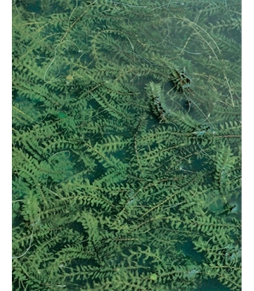 Elodea