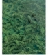 Elodea
