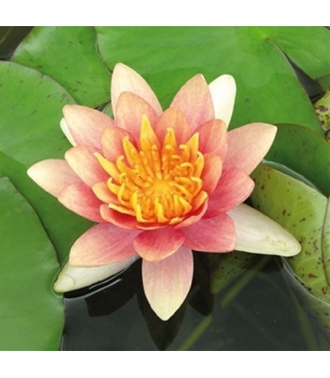 Nymphaea