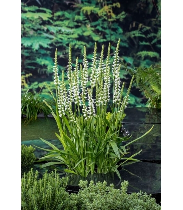 Spiranthes