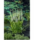 Spiranthes