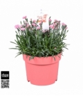 Dianthus