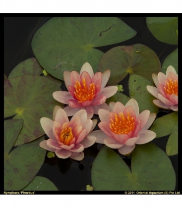 Nymphaea