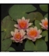 Nymphaea