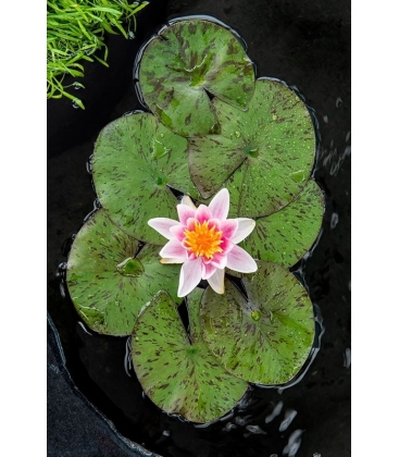 Nymphaea