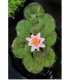 Nymphaea