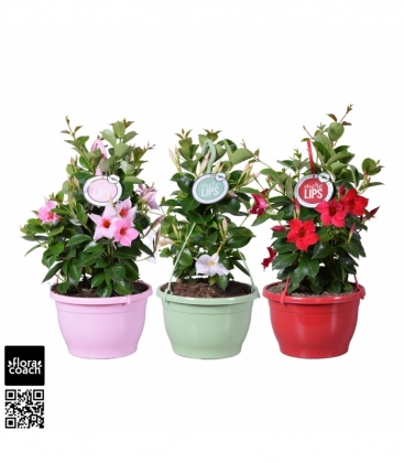 Mandevilla
