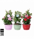 Mandevilla