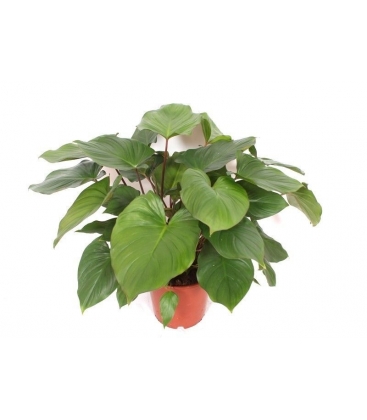 Homalomena