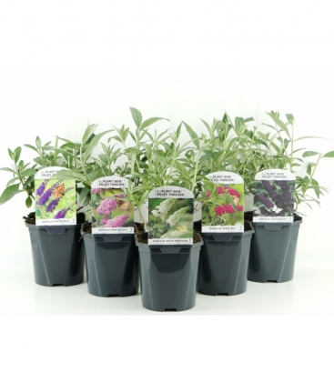 Buddleja