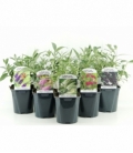 Buddleja