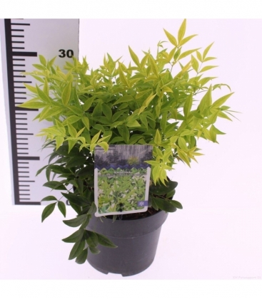 Nandina