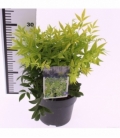 Nandina