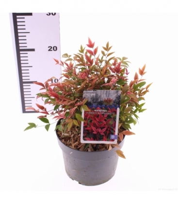 Nandina