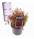 Nandina