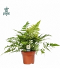Dryopteris