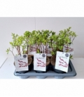 Salix