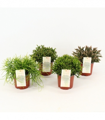 Rhipsalis