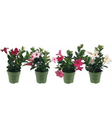 Mandevilla
