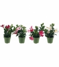 Mandevilla