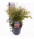 Nandina