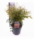 Nandina