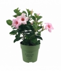 Mandevilla