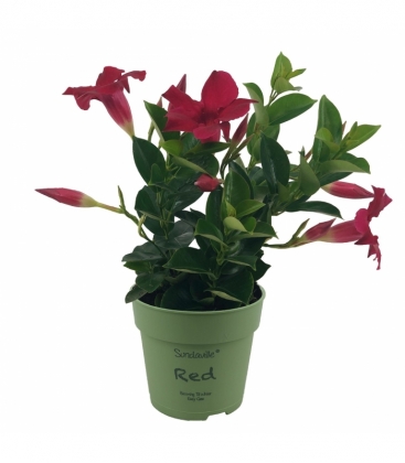 Mandevilla