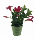 Mandevilla