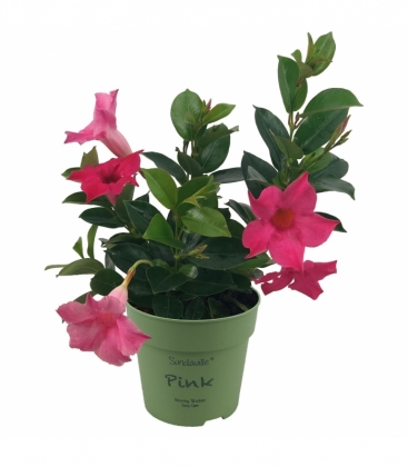 Mandevilla