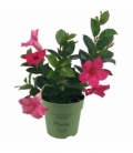 Mandevilla