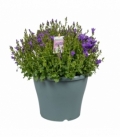 Campanula