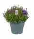 Campanula