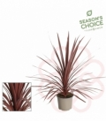 Cordyline