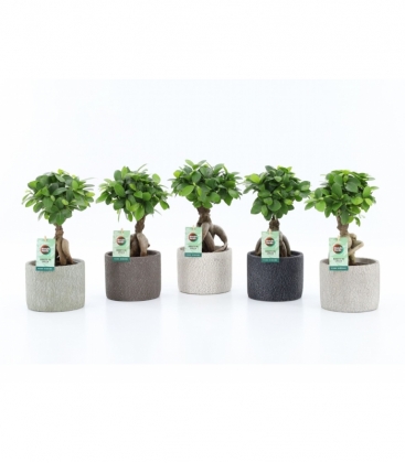 Ficus