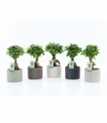 Ficus