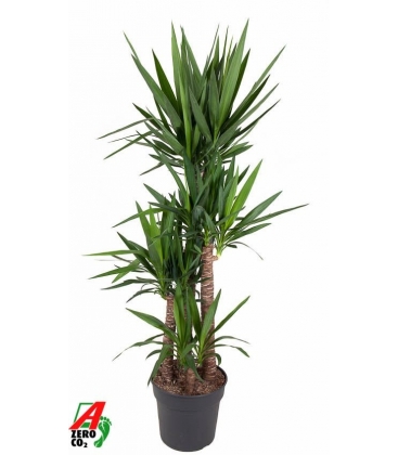 Yucca