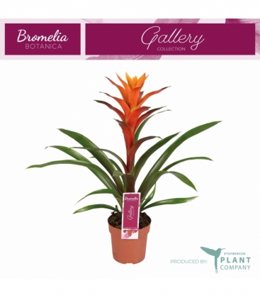 Guzmania