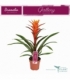 Guzmania