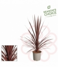 Cordyline