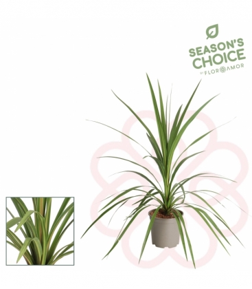 Cordyline
