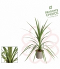 Cordyline