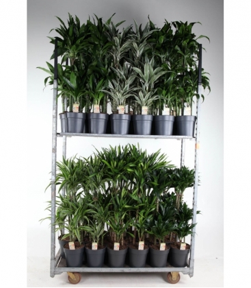 Dracaena