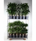 Dracaena