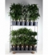 Dracaena