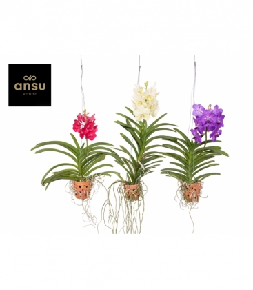 Vanda