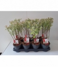 Salix