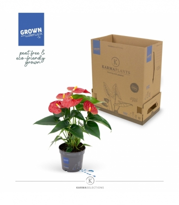 Anthurium
