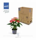 Anthurium